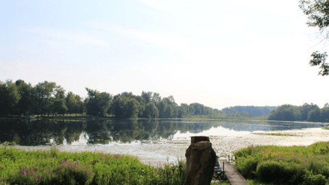 wetlands board background
