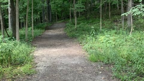 path in the woods