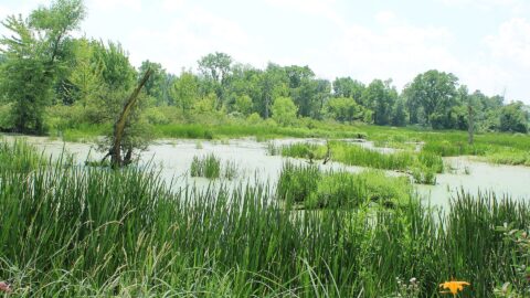 marshland on gottfredson road background